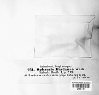 Ophiobolus acuminatus image